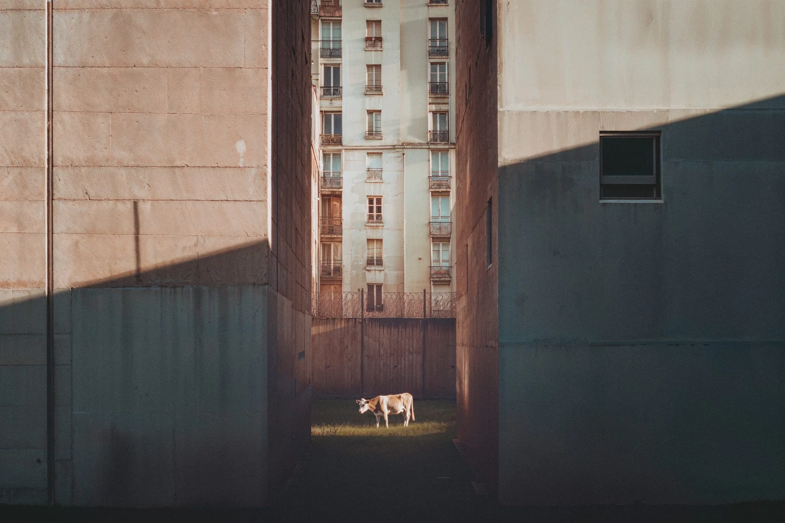 Une vache broute dans une étroite bande d'herbe ensoleillée entre deux hauts murs de béton aveugles.