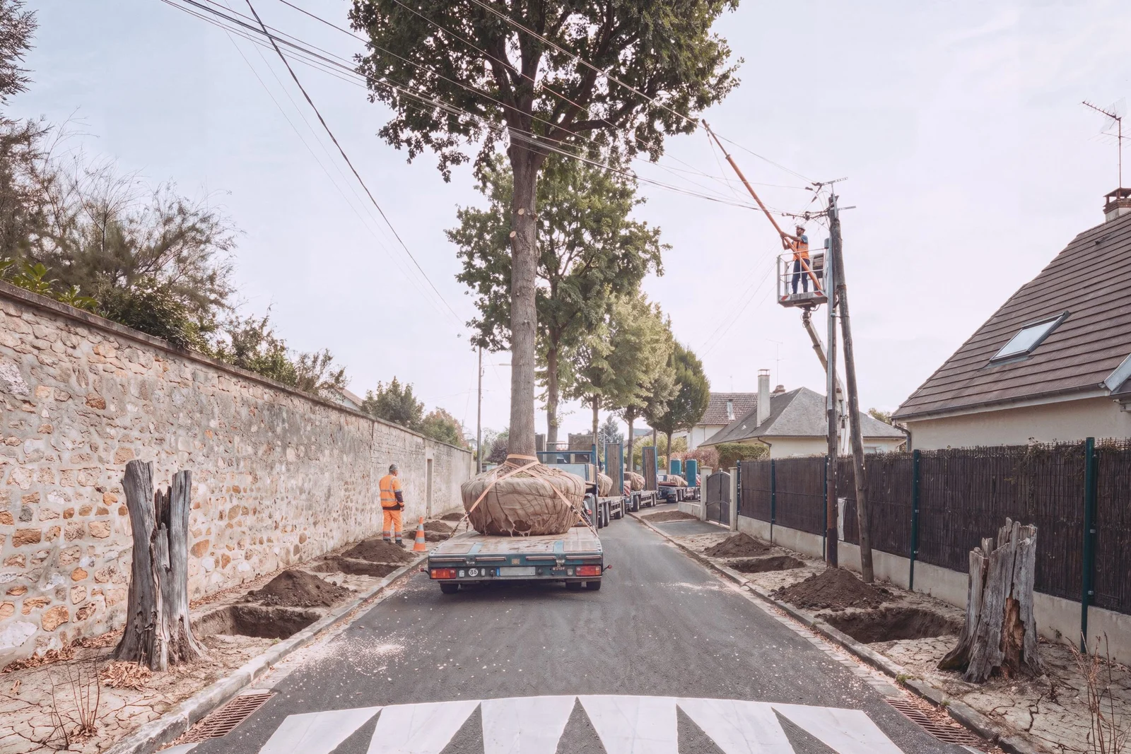 Une rue de pavillons dont tous les arbres ont été abattus, un porte-engins arrêté au milieu de la chaussée avec un chêne adulte debout sanglé sur son berceau.