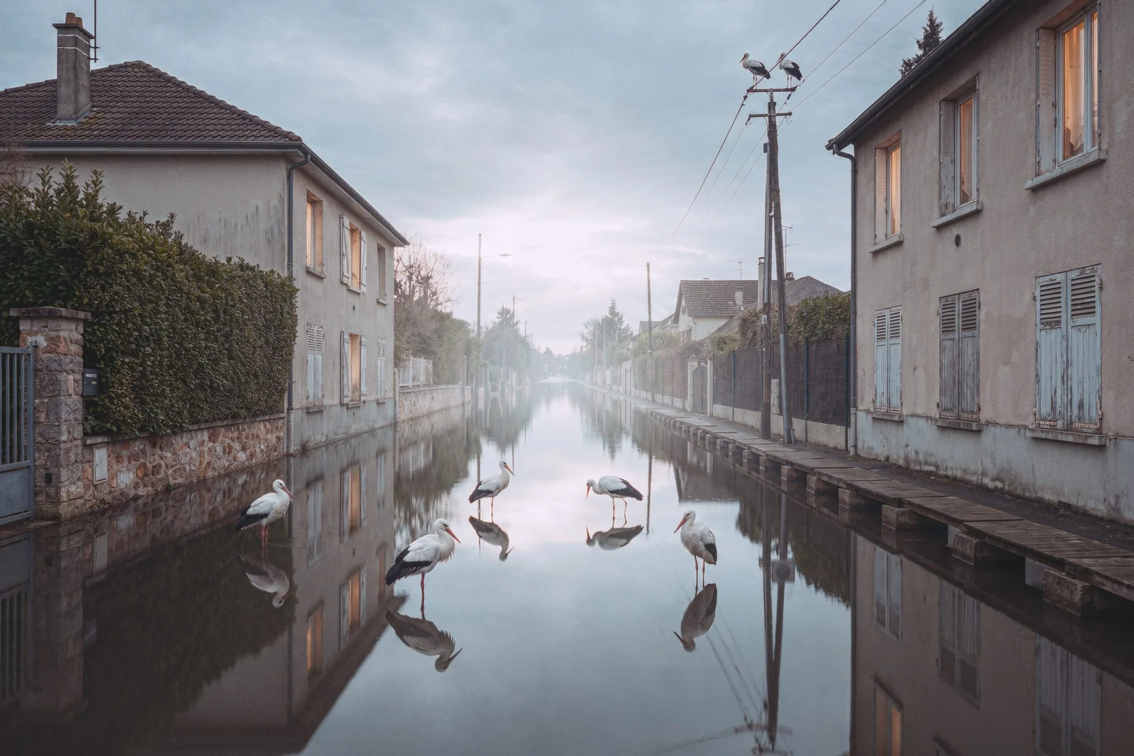 Une rue pavillonnaire dont la chaussée est un miroir d'eau immobile, cinq cigognes blanches y pataugeant et deux perchées sur un poteau électrique.